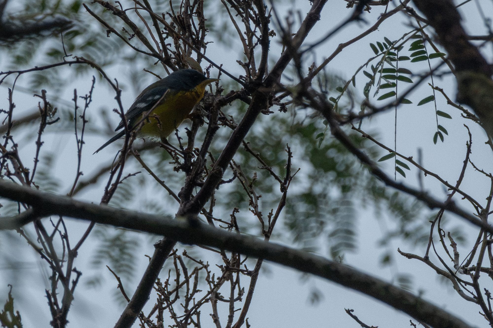 Foto Pitiayumí