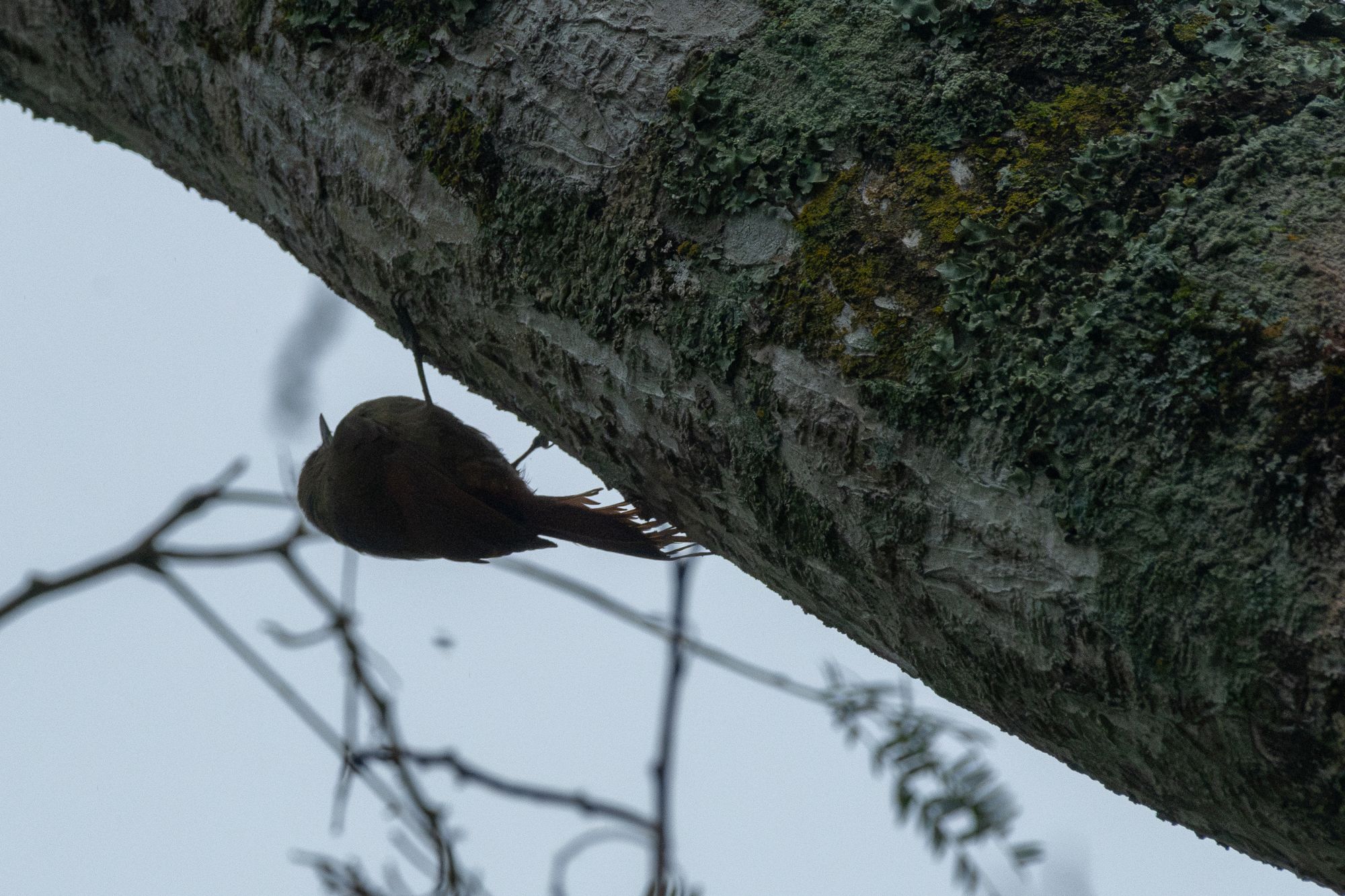 Sittasomus&nbsp;griseicapillus