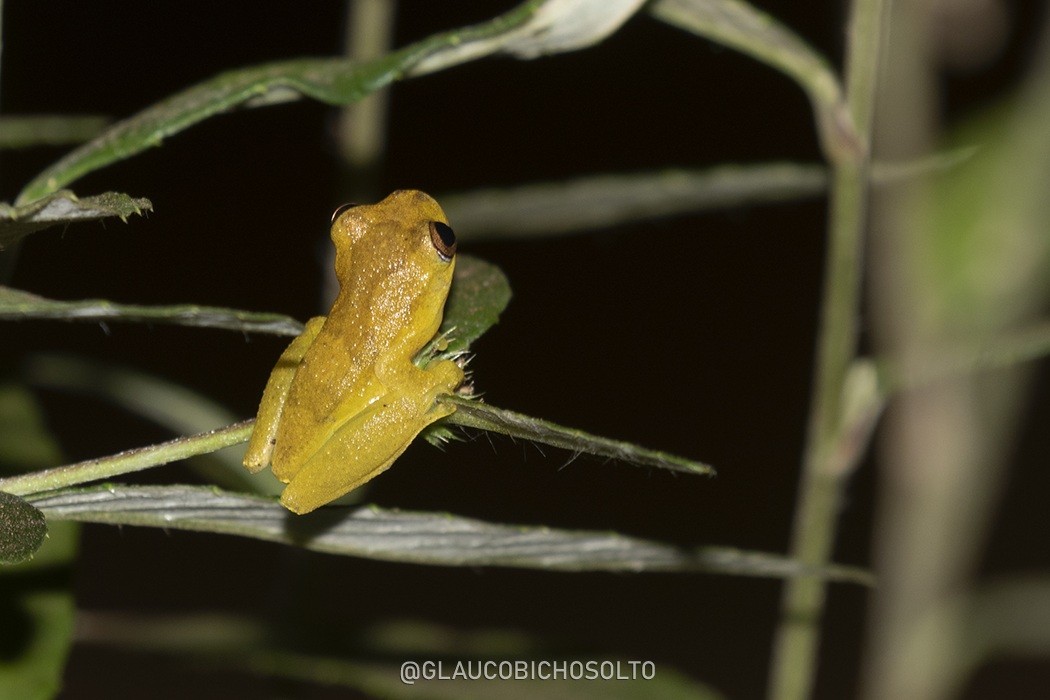Dendropsophus&nbsp;minutus
