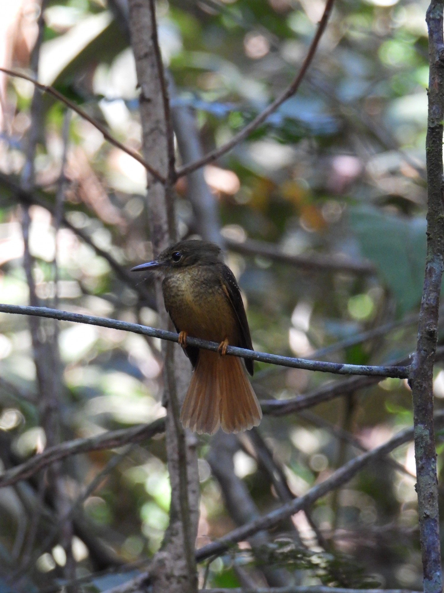 Onychorhynchus&nbsp;coronatus