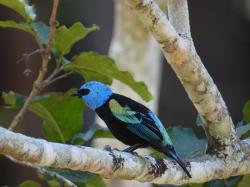Foto Tangara Cabeciazul