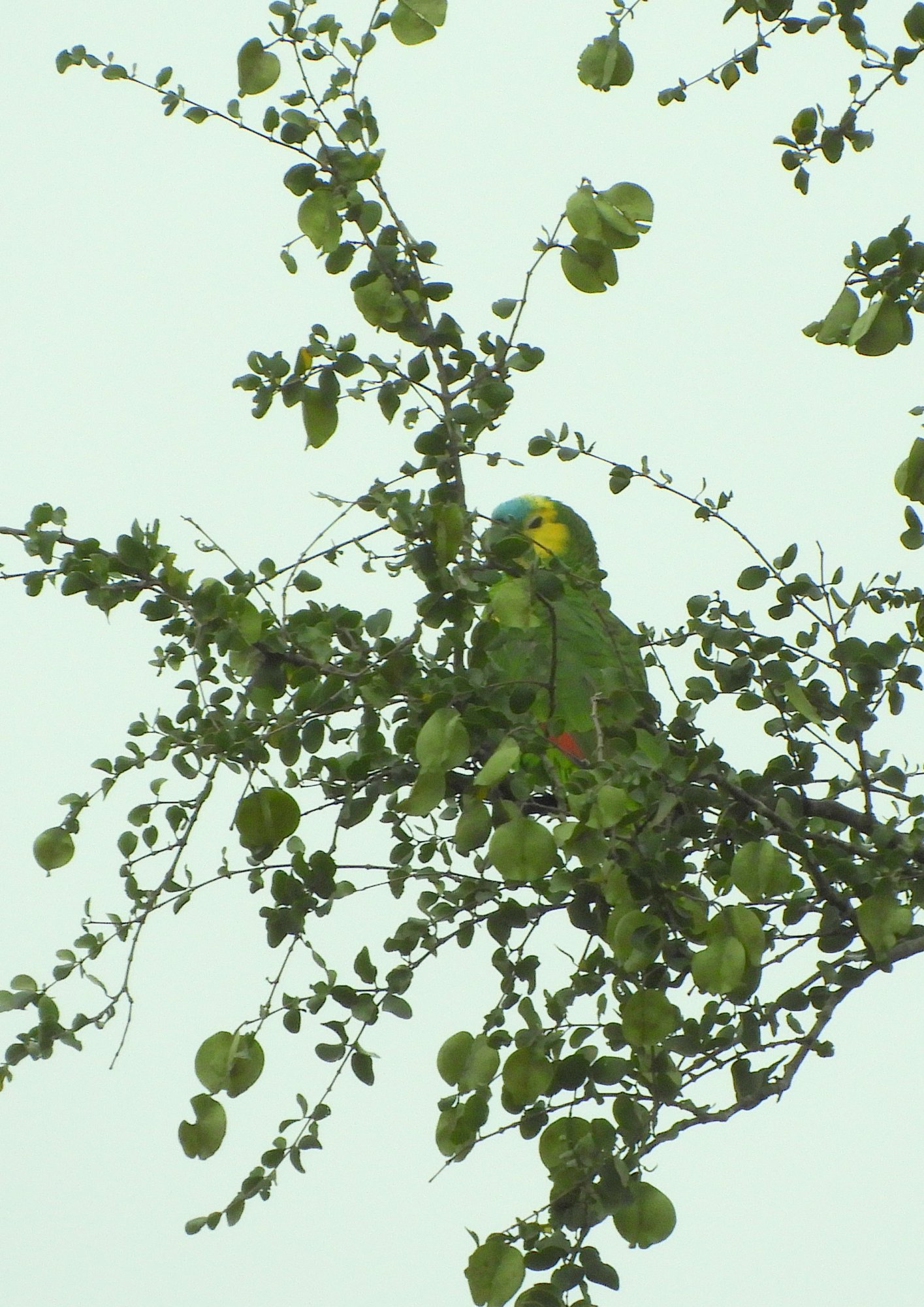 Foto Loro Hablador