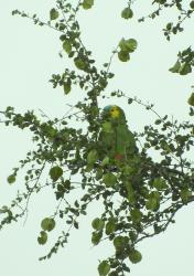 Photo Loro Hablador
