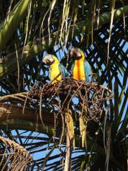 Foto Guacamayo Azulamarillo