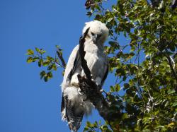 Foto Águila Harpía
