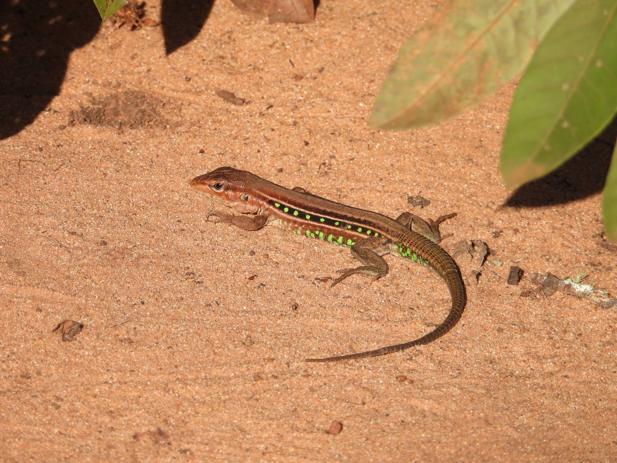 Ameivula&nbsp;ocellifera