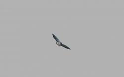Foto Aguilucho Alas Largas