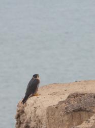 Foto Halcón Peregrino
