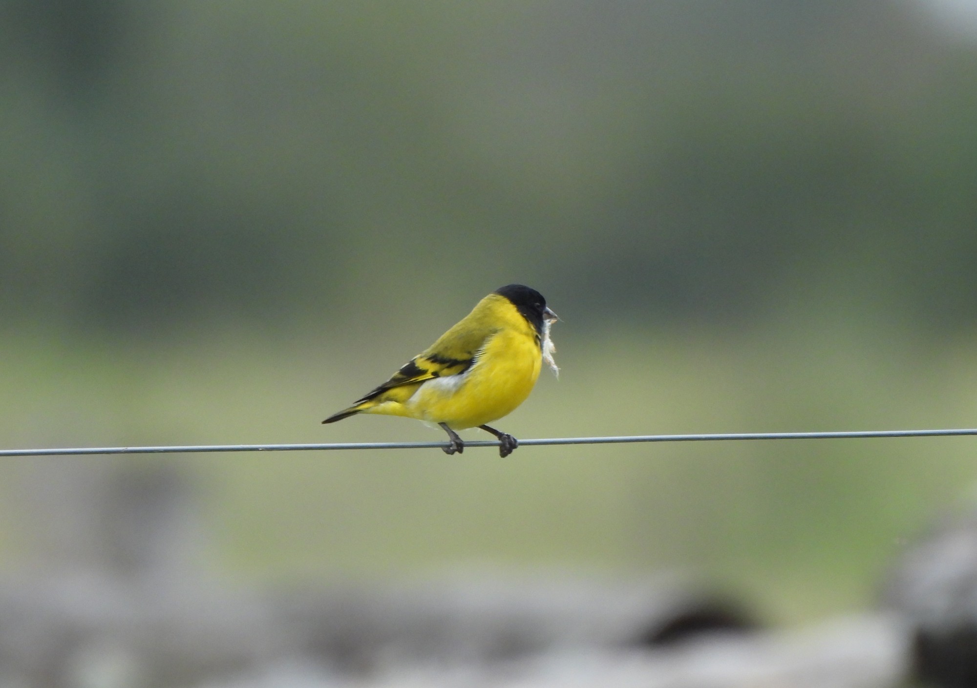 Foto Cabecitanegra Común