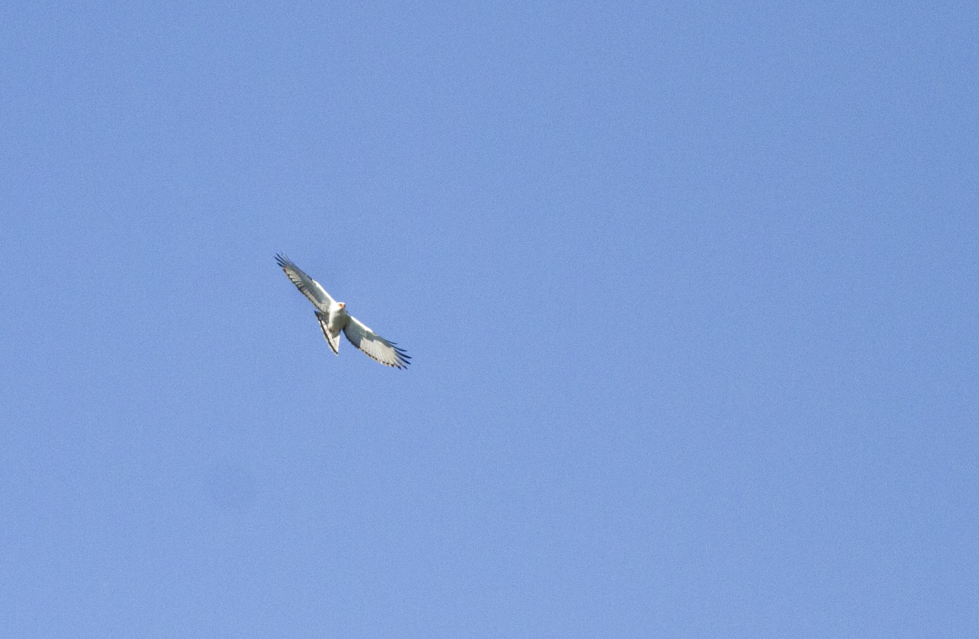 Foto Águila Viuda