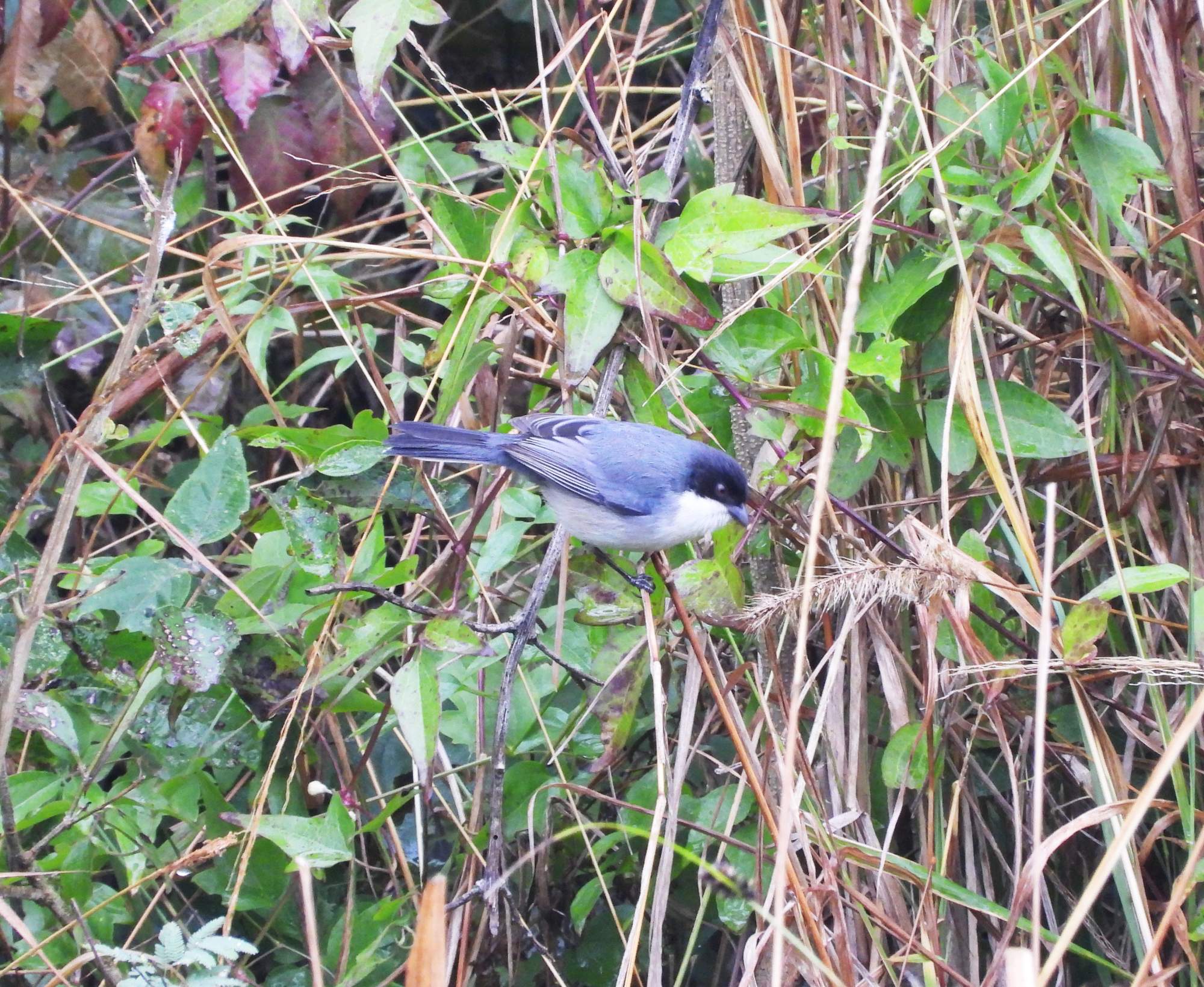 Photo Monterita Cabeza Negra