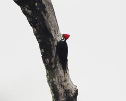 Foto Carpintero Negro