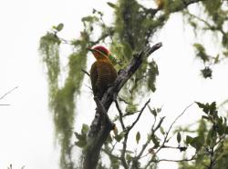 Foto Carpintero Dorado Común