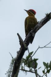 Foto Carpintero Dorado Común