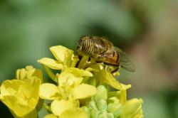 Foto Mosca Tigre