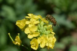 Foto Mosca Tigre