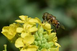 Foto Mosca Tigre