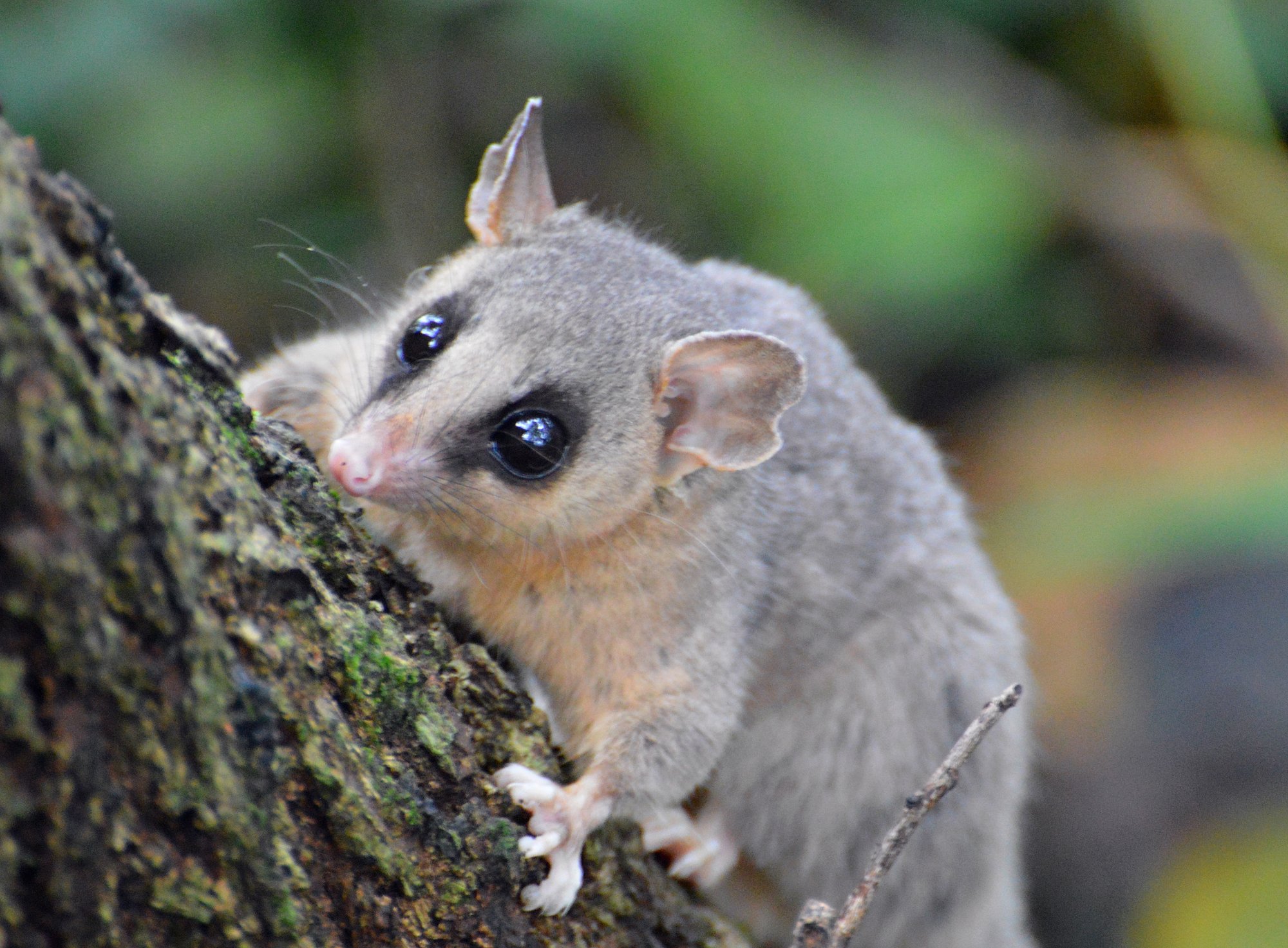 Caluromys&nbsp;lanatus