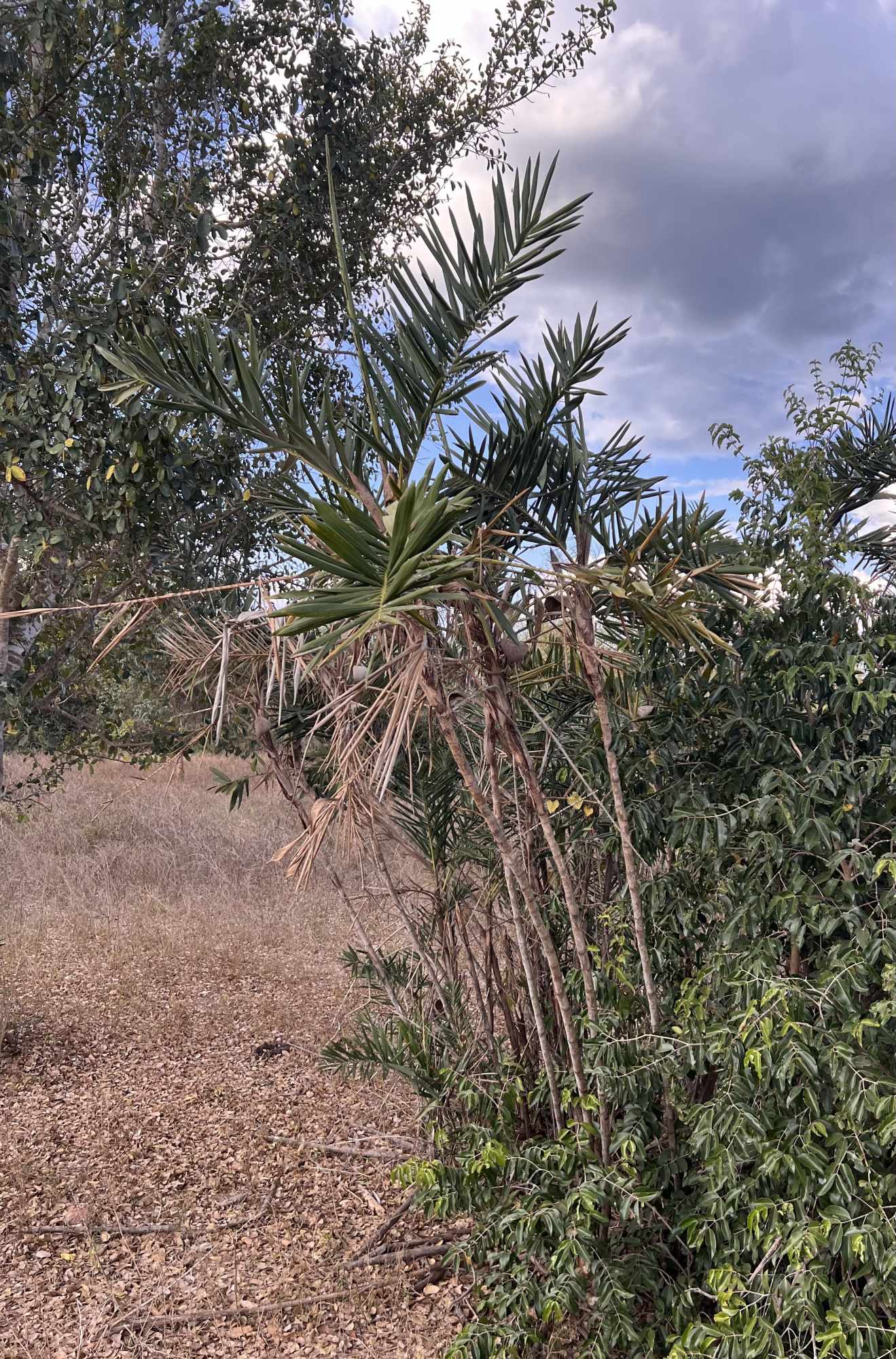 Bactris&nbsp;glaucescens