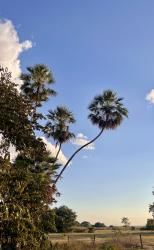 Photo Palmera Caranday