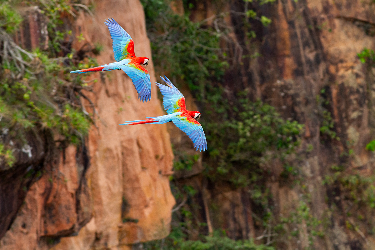 Photo Guacamayo Rojo