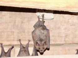 Pallas´s Long-tongued Bat (Glossophaga soricina)