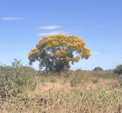  (Vochysia divergens)