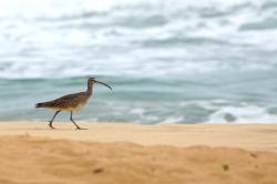 Foto Playero Trinador