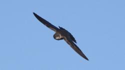 Foto Golondrina Zapadora