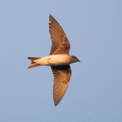 Foto Golondrina Doméstica
