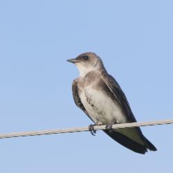 Foto Golondrina Parda