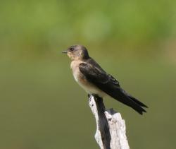 Foto Golondrina Ribereña