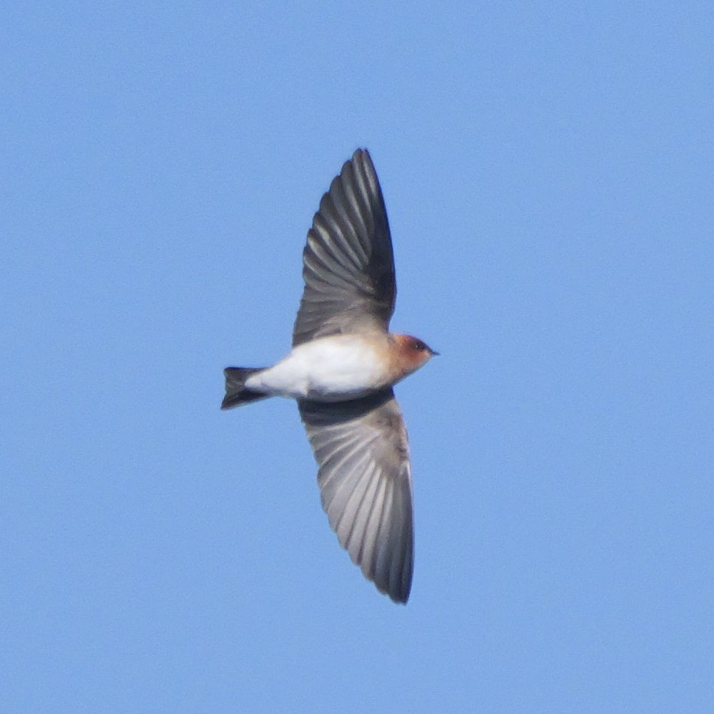 Foto Golondrina Cabeza Rojiza