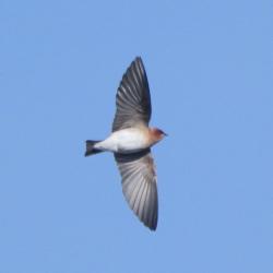 Photo Golondrina Cabeza Rojiza