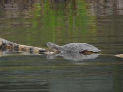 Foto Tortuga de Laguna