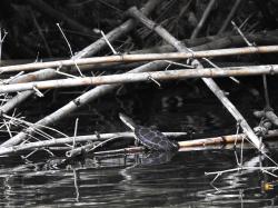 Foto Tortuga de Laguna