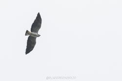 Foto Aguilucho Alas Largas