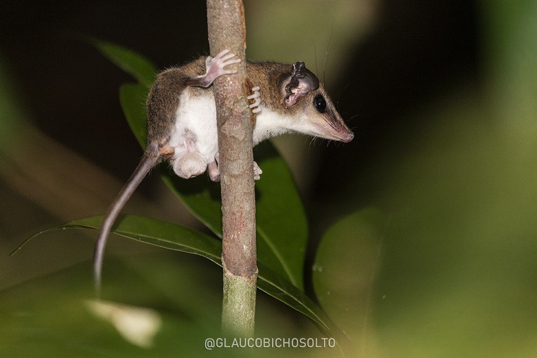 Marmosops&nbsp;noctivagus