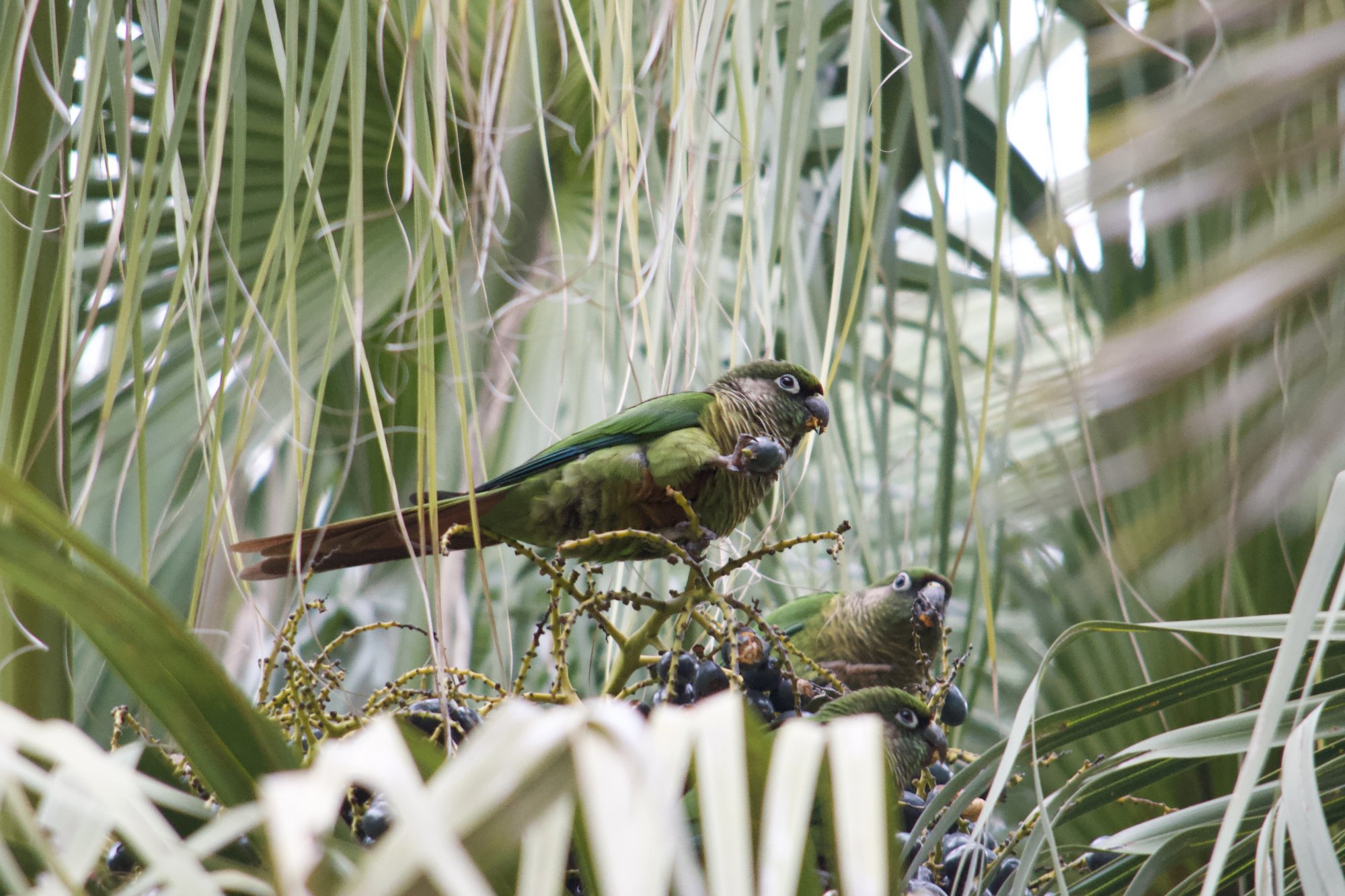 Foto Chiripepé Cabeza Verde