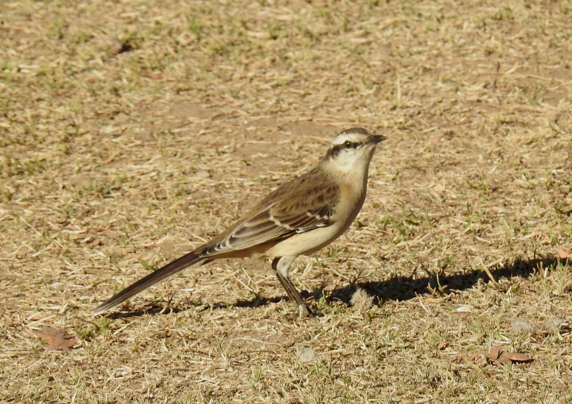 Foto Calandria Grande