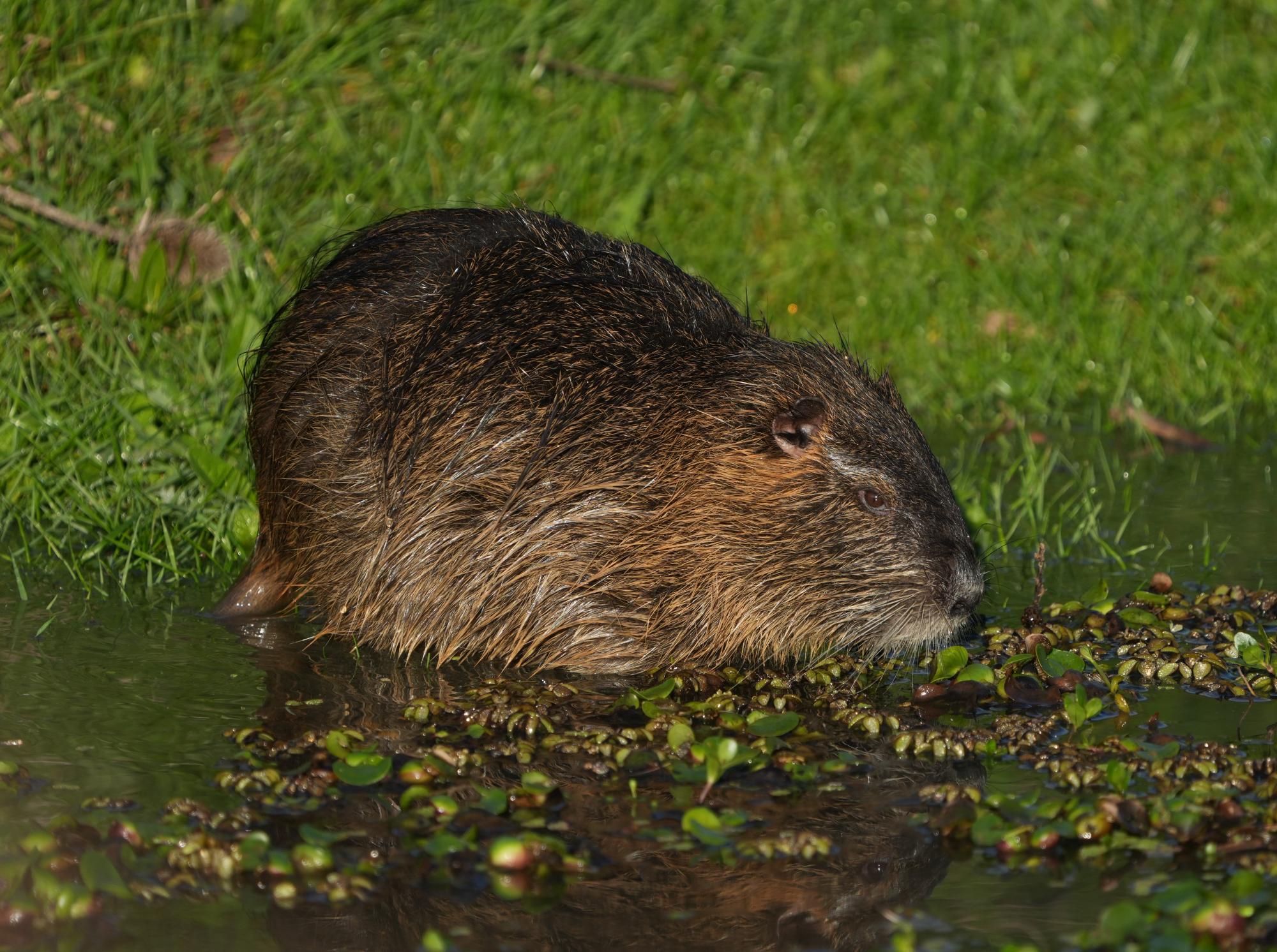 Myocastor&nbsp;coypus