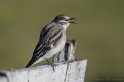 Foto Monjita Gris