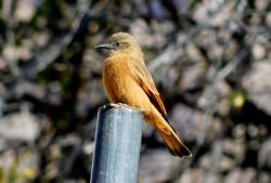 Photo Birro Común