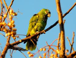 Photo Loro Hablador