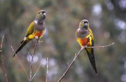 Foto Loro Barranquero