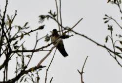 Foto Golondrina Ribereña