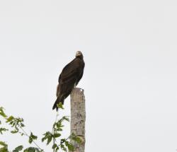 Foto Jote Cabeza Amarilla