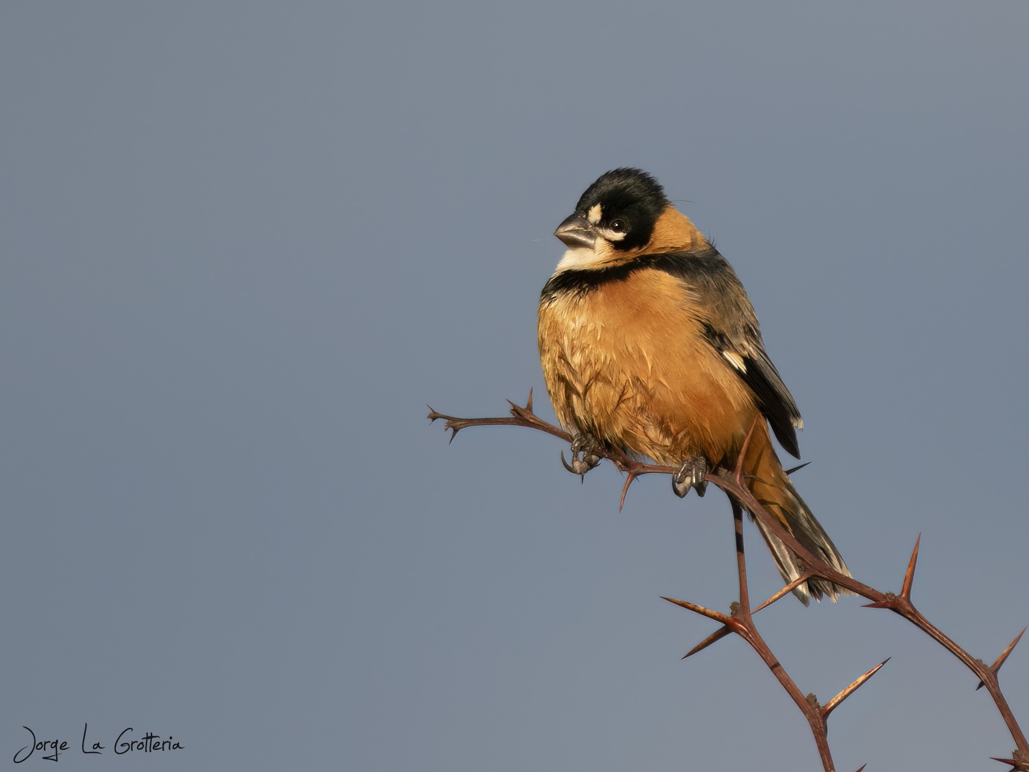 Coleiro-do-brejo (Sporophila collaris)