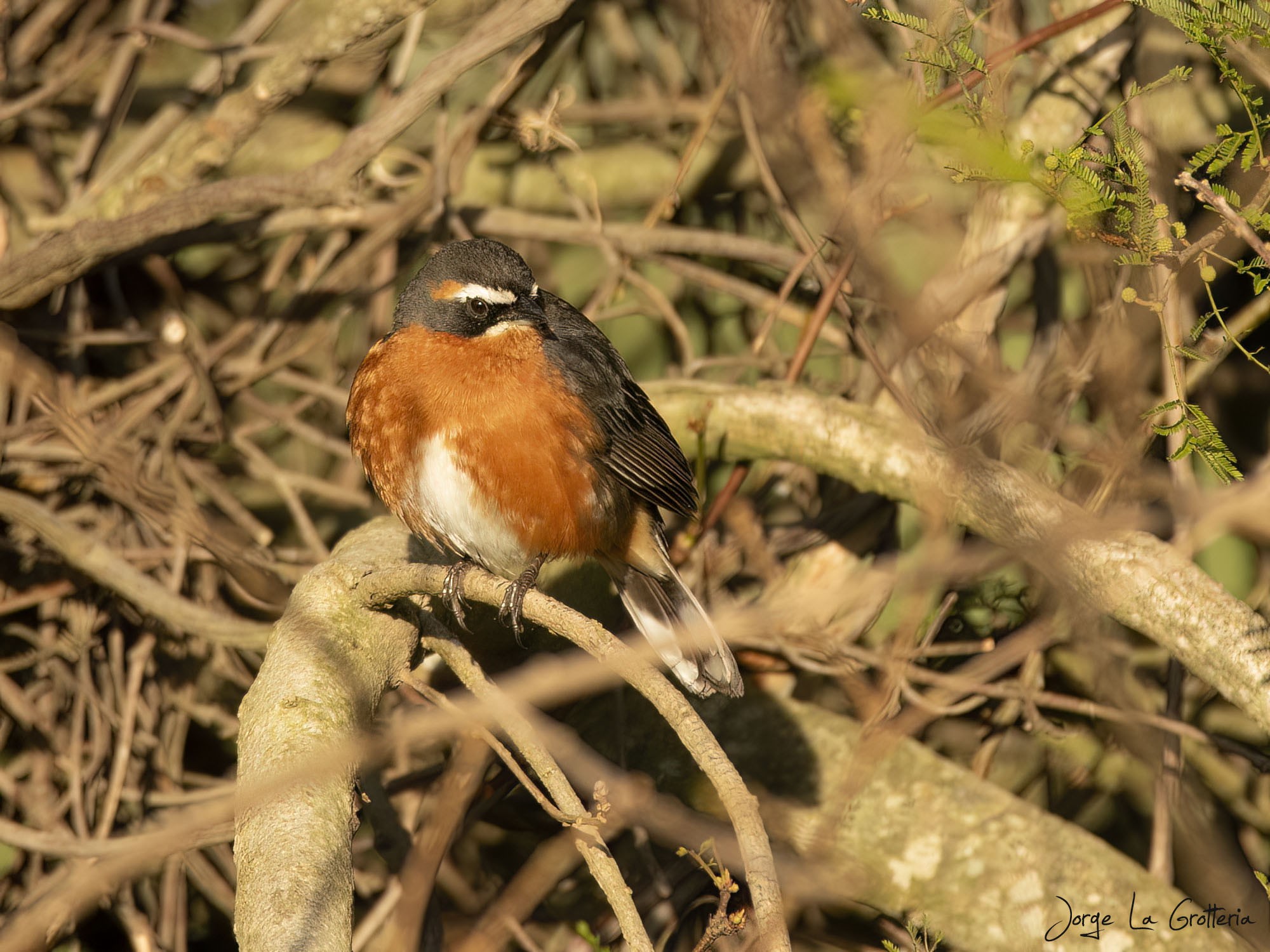 Black-and-rufous Warbling Finch (Poospiza nigrorufa)