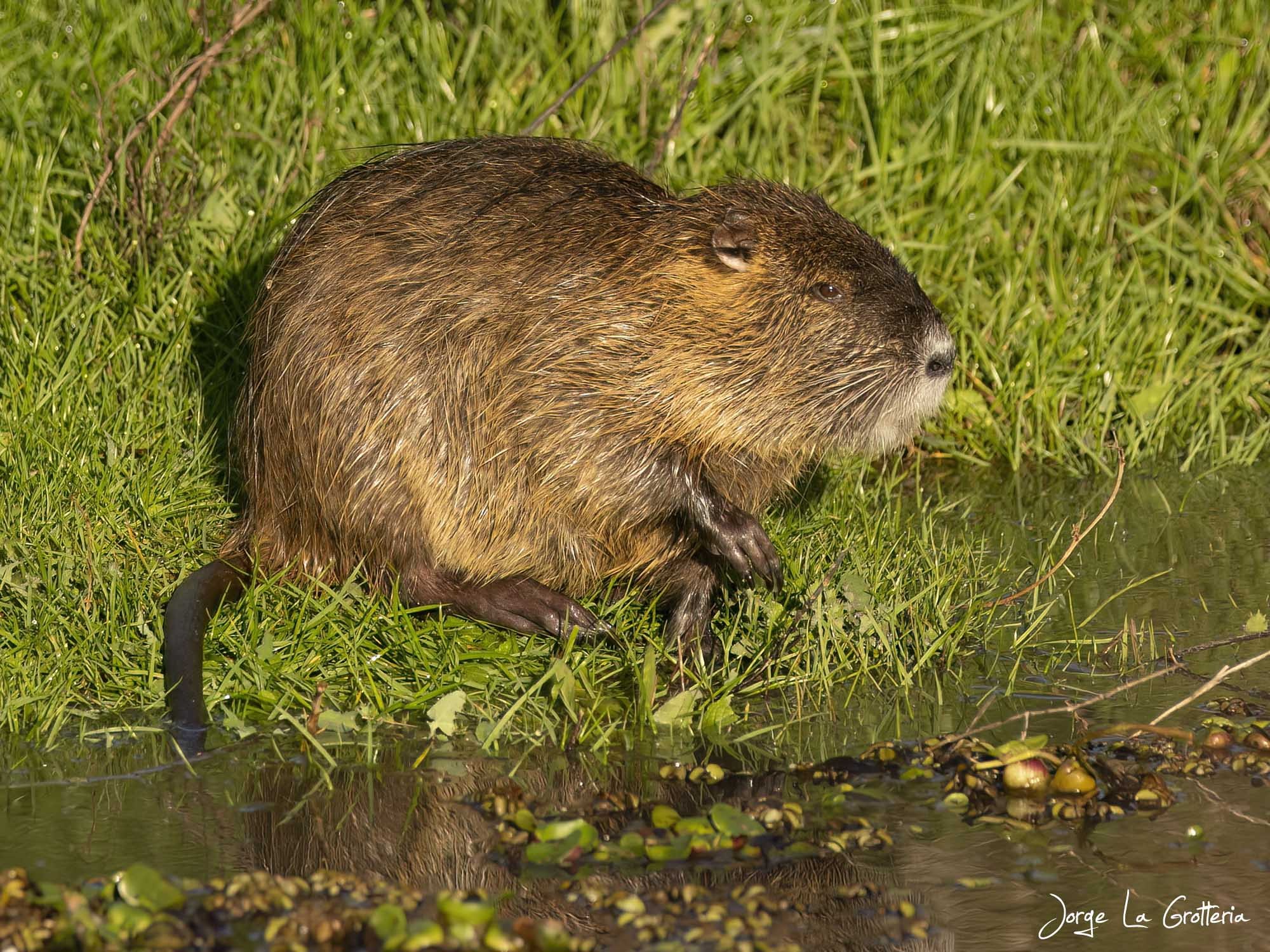 Coipo (Myocastor coypus)
